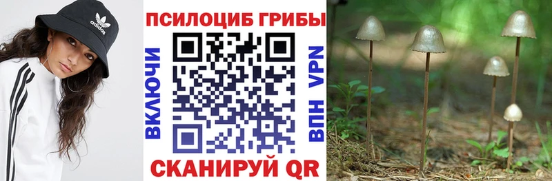 Галлюциногенные грибы Psilocybine cubensis Абакан